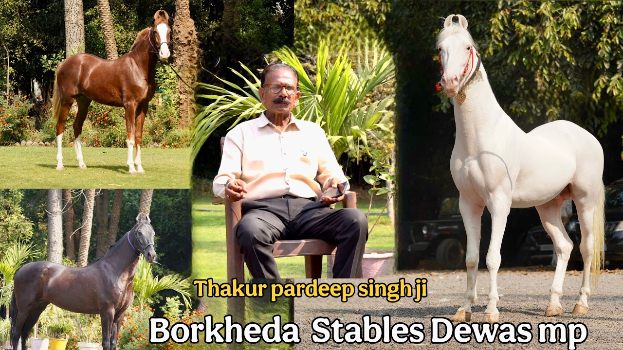 बोरखेड़ा ठिकाने के ठाकूर प्रदीप सिंह जी अपनी रिटायर लाइफ जीते है घोड़ो के साथ