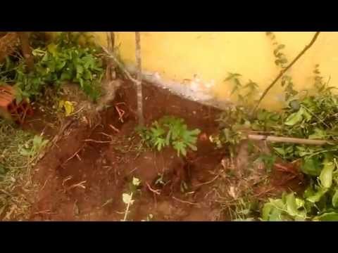 Vídeo: 3 maneiras de recuperar uma planta de babosa quase morta