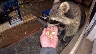 26 Raccoons, Sarcasm, and Cognitive Dissonance