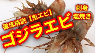 【鬼エビ】ゴジラエビ徹底解説！刺身、塩焼き