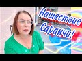 НАШЕСТВИЕ САРАНЧИ🔴СПАСАЮ РАСТЕНИЯ