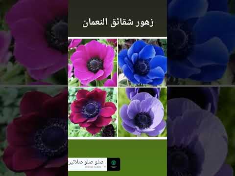 فيديو: زهور شقائق النعمان: نصائح للعناية بنبات شقائق النعمان