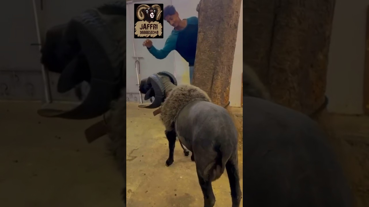 Vilayati Sheep Transformation (BLACK BEAUTY) Akbar Jaffri &Osam Bhaii