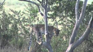 After killing a warthog and placing it in the tree, the leopard returns to retrieve it!