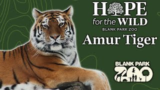 Hope for the Wild | Amur Tiger