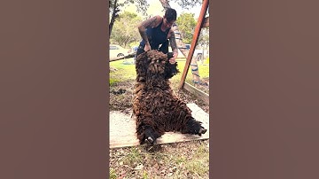 Patchy & Overgrown Sheep Shearing