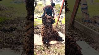 Patchy & Overgrown Sheep Shearing