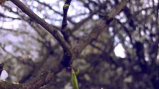 Kodak Zi8 - Macro Film Effect - Blooming Tree