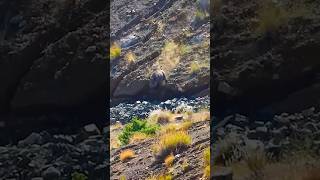 Охота на кабана: Адреналин в каждой секунде!"#ОхотаНаКабана #ДикийКабан #НочнаяОхота #Охотник
