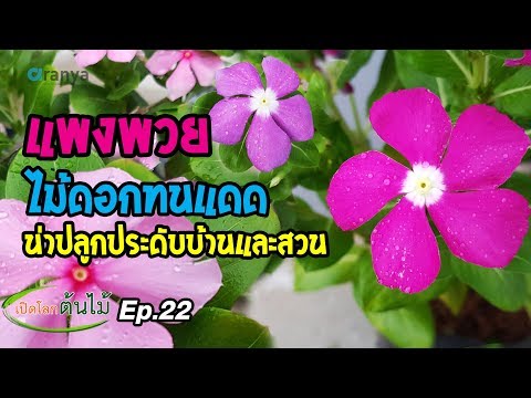 วีดีโอ: แพงพวย - เติบโตบนขอบหน้าต่าง