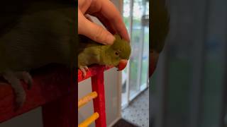 Baby’s gonna take after her dad! #talkingparrot #cuteanimals #funnyanimals #parrot #babyanimals