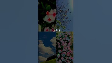"سورة فصلت" 🌹{إن الذين يلحدون في آياتنا لايخفون علينا...}🍂🍃