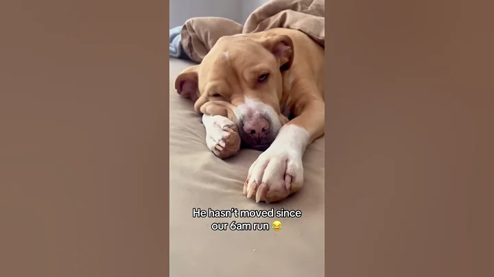 Video 11812901: cat dog animals pets, cat funny pets dog, cat dog pets cute, laugh cats dogs