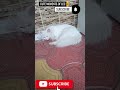 Leo the cute cat 😺 #cat #prettycat #catshorts #catvideos#prettyfunny #turkishcat#persiancat #catlife