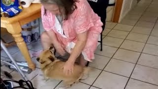 Dog ecstatic after owner returns home from the hospital