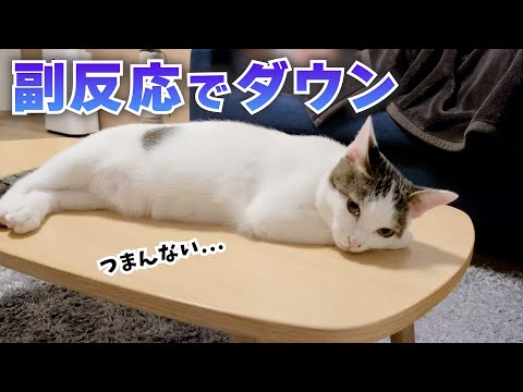 3回目のワクチンを打ってきた飼い主への猫の対応が可愛かった!