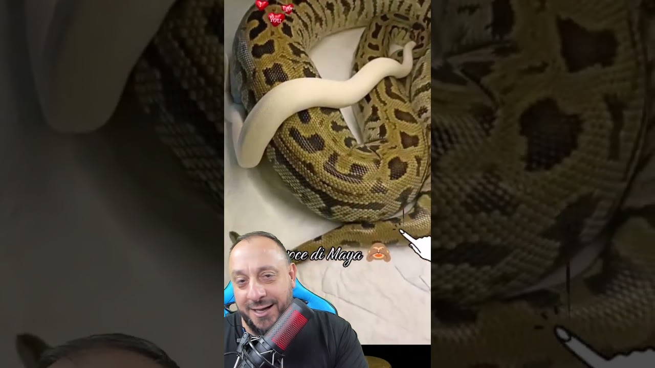 Treta das Cobras