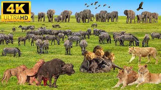 4K African Animals: Lake Manyara National Park  Amazing African Wildlife Footage with Real Sounds
