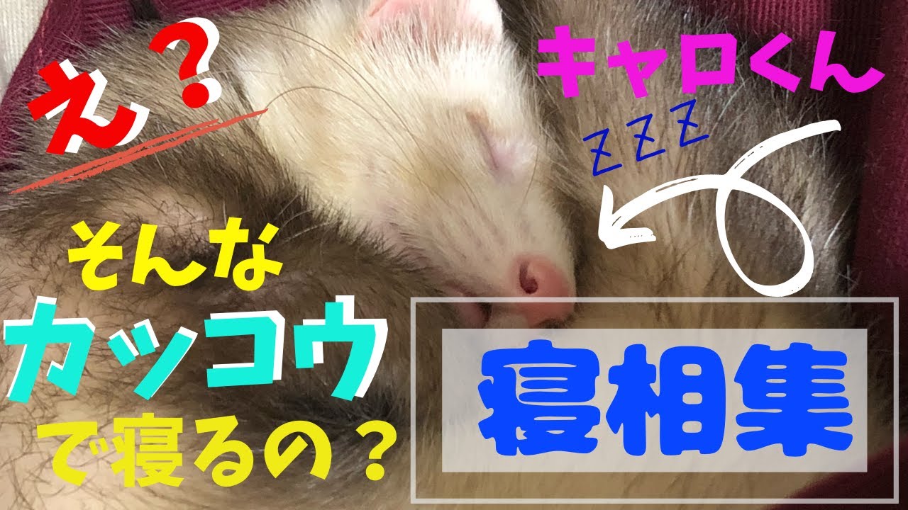 きゃろくん フェレット 1 お迎え当日 新しい家族になりました Get A Ferret Marshall Ferret Youtube