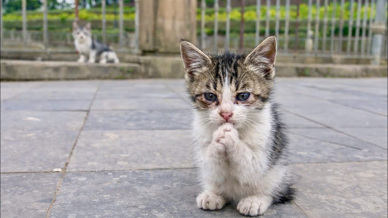 two tiny kittens living on the street didn't want me to leave, I gave them a happy home.