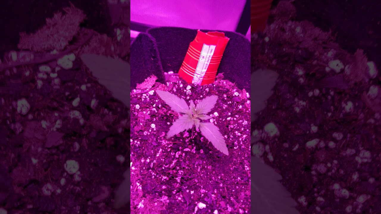 Auto flower grow update