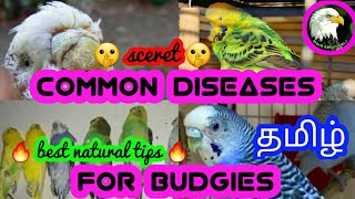 common diseases for budgies and its solutions | tamil | more about pets | MAP |