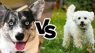 Choosing Between Horgi and Lhasapoo by All About Mixed Breed  44 views 3 weeks ago 1 minute, 58 seconds