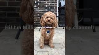 Millie the poodle