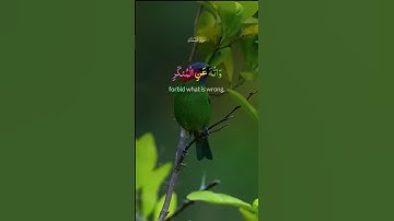 قران كريم بصوت جميل سوره لقمان #قرآن #قران #قران_كريم #المصحف #قران_كريم_بصوت_جميل_جدا