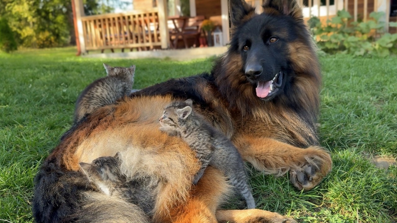 German Shepherd Lets Tiny Kittens Climb All Over Him
