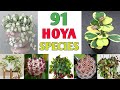 91 Hoya Plant Species | Hoya Varieties with names and its Identification | Plant and Planting