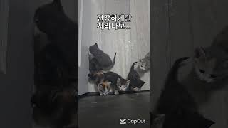 귀여운 아가들~ #고양이 #아기고양이 #새끼고양이 #구조된 #구조된고양이 #유기묘 #버려진 #캐나다 #귀여운 #아기 #고양이영상 #고양이일상