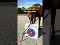 She's not impressed 🤪 #horse #mountedarchery #funnyhorse #animalvideos #funnyvideo #ottb