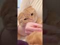 ハミ毛切りで鳴いてママに抱きつく短足猫