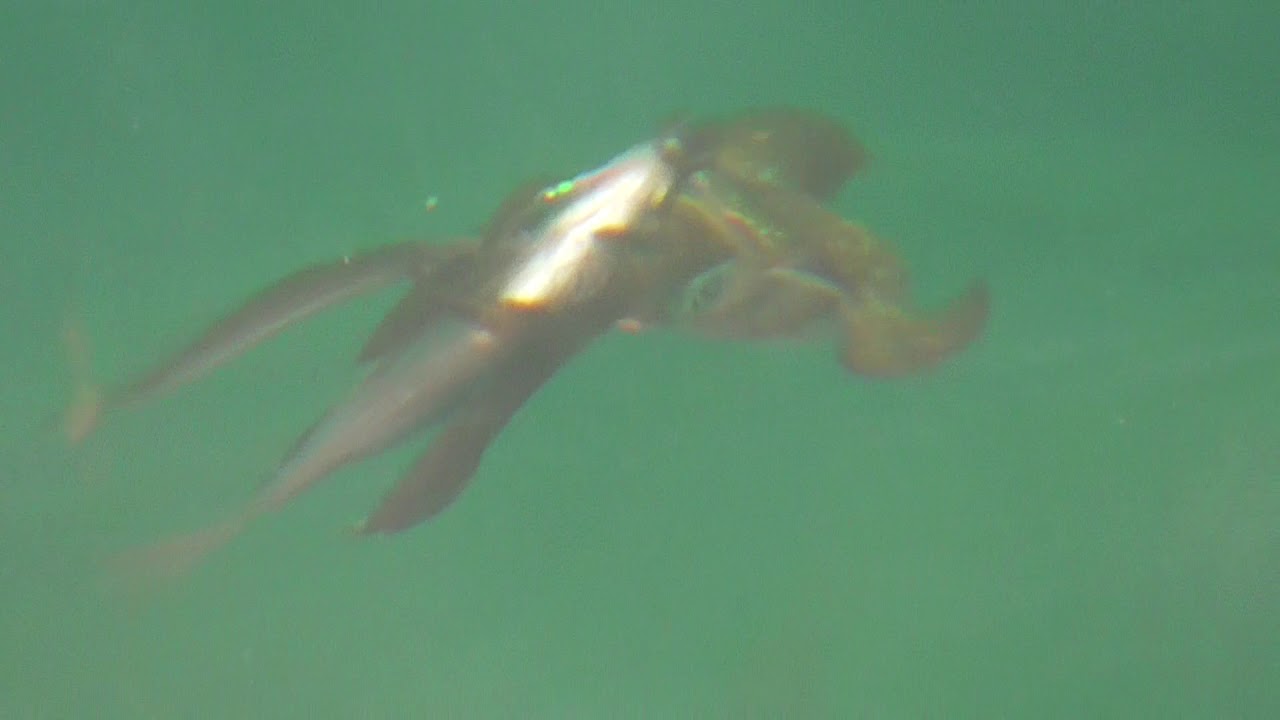 アオリイカの日常食 サビキ仕掛けにヒットしたネンブツダイを捕食している映像 釣太郎ブログ