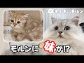 もふもふ猫の元に子猫がやってきました！ 【サイベリアン】