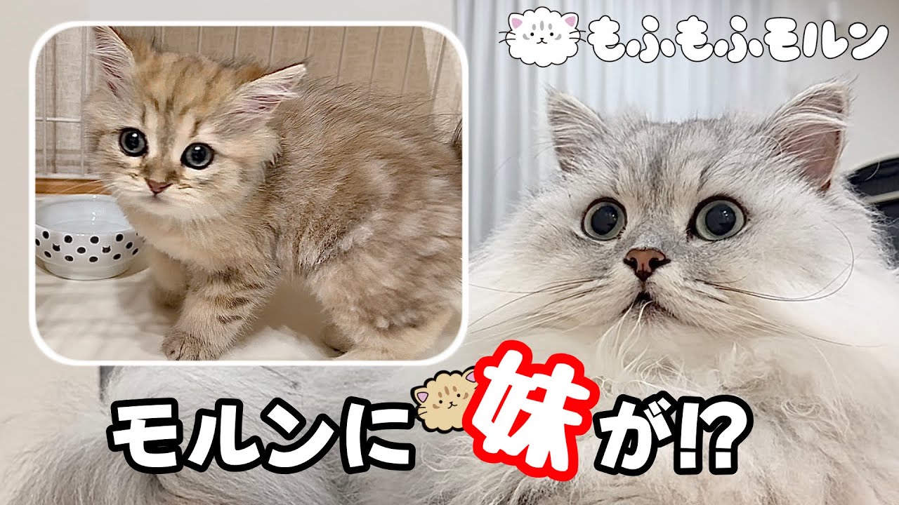 もふもふ猫の元に子猫がやってきました！ 【サイベリアン】 - YouTube