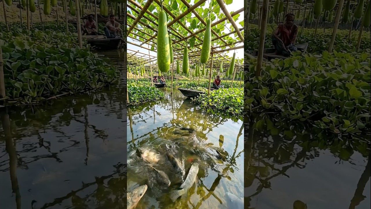 Wow! Amazing Polo Fishing Videos ! Best Big Fish Catching ! Primitive Technique fishing 