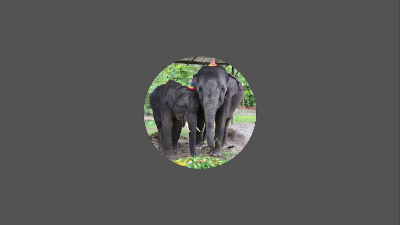 พี่บัวขาวจะไปไหนนะ🐘🫣🤫😋 #ช้าง  #elephant  #พังปิ่นทอง  #cute  #พลายบัวขาว  #พังพิณทอง  #animals