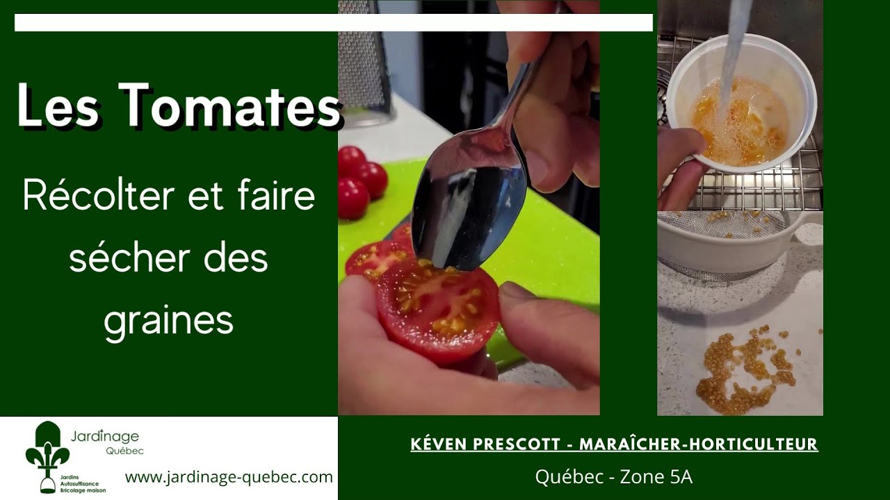 COMMENT RÉCOLTER ET FAIRE SÉCHER DES GRAINES DE TOMATES - YouTube