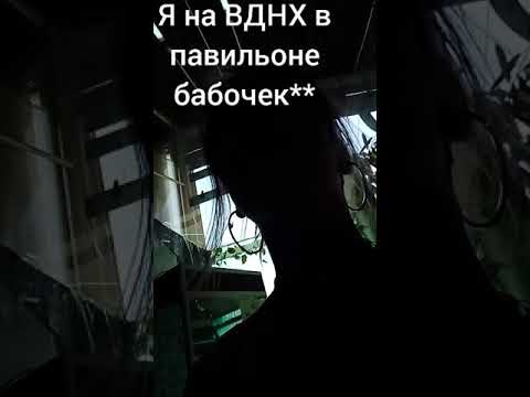 Павильон Бабочек На ВДНХ | Живая Экскурсия По Бабочкам