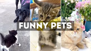 Funny Cat, Dog &amp; Animal Videos | Funny Pets Compilation - 15