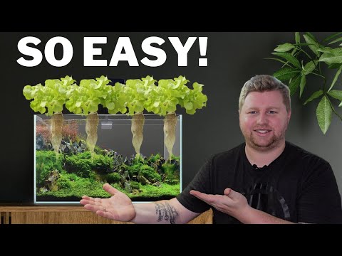 Video: Gojenje zelišč v akvarij: Kako posaditi zeliščni vrt v akvariju