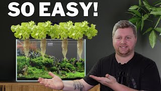 Turn Your Aquarium into a GARDEN! Here's How