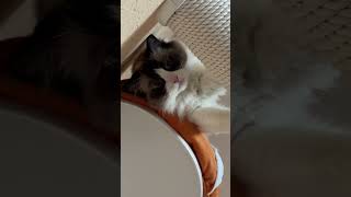 Самая ленивая зарядка в мире 😀 #кот #котик #кошка #рэгдолл #зарядка #cat #ветврач
