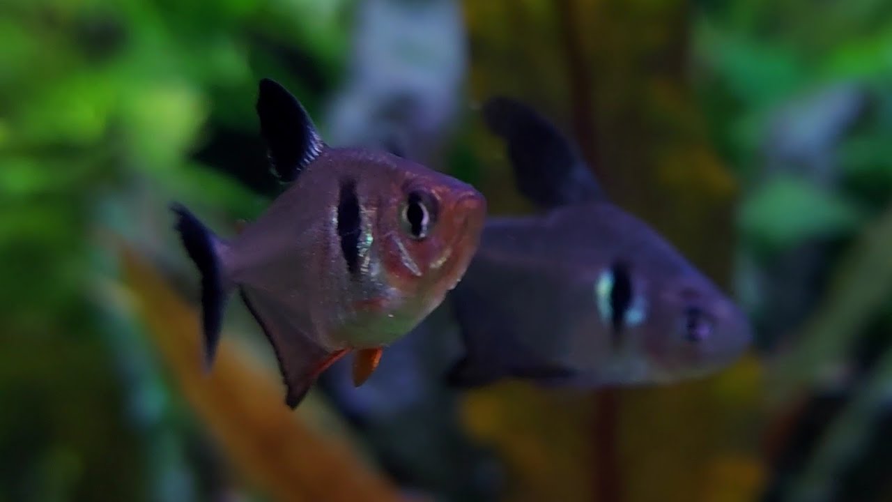 Black Phantom Tetra (Hyphessobrycon megalopterus)