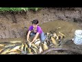 Harvesting 10000+ Big KOI Fish on a Rainy Day | Ancient Traditional Fishing Techniques | Vy Fishing