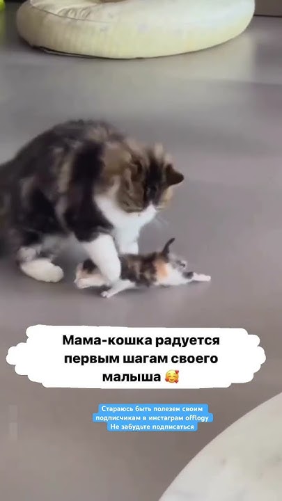 Мама Кошка Радуется Шагам Котика 😳 #shorst - YouTube