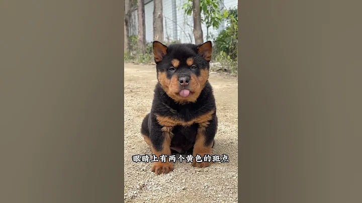 中華田園犬鐵包金四眼狗，還記得小時候的那隻小土狗嗎！ - 天天要聞
