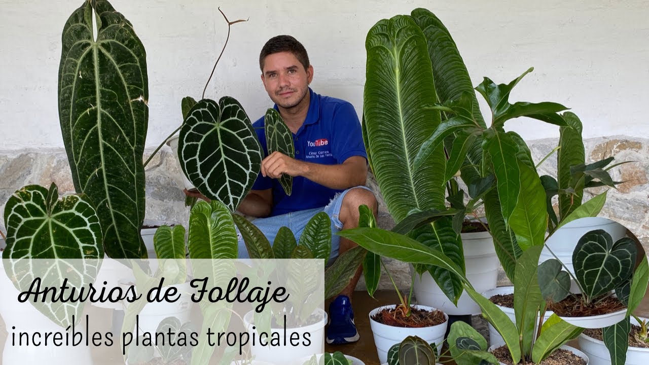 ANTURIOS DE FOLLAJE🍀 | 🧑‍🌾trasplante y cuidados. los follajes más impresionantes del mundo.